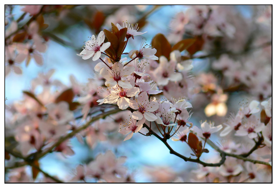 Che bella la primavera...