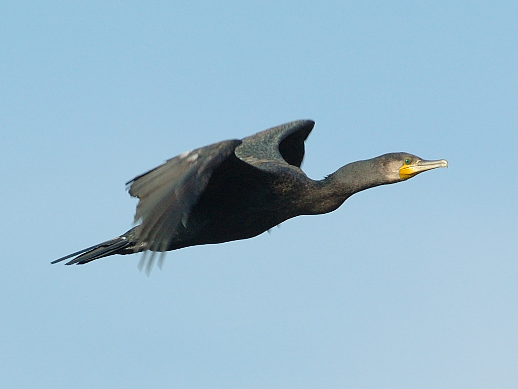 Cormorano