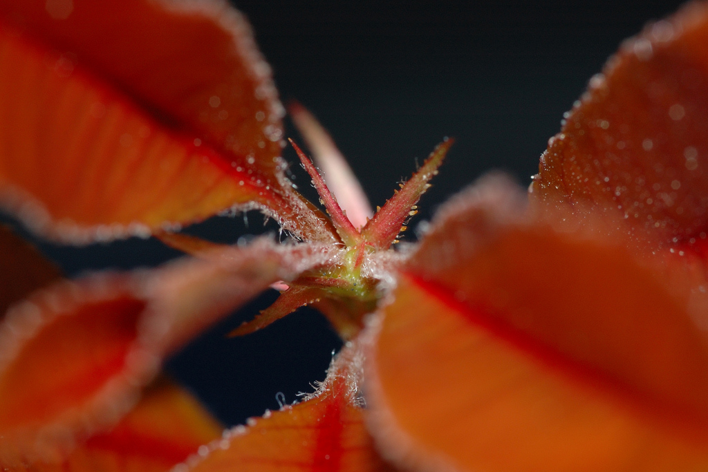 In Mezzo Alle Foglie