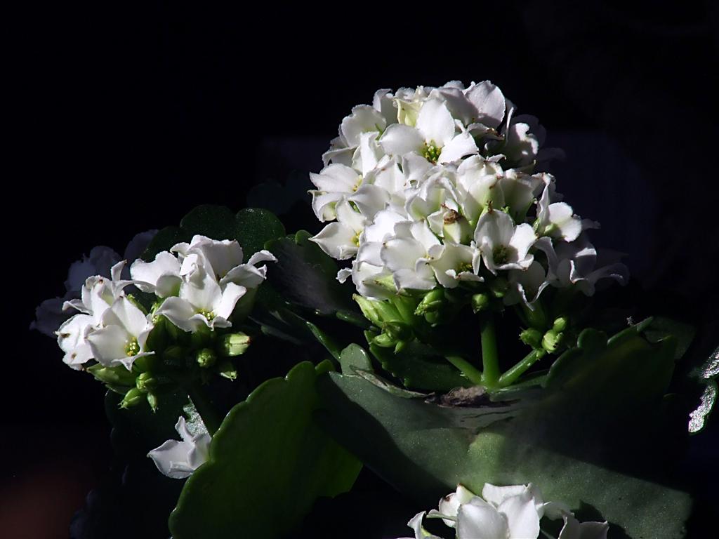 Fiore