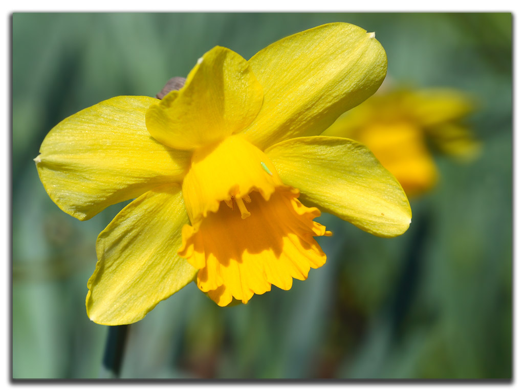 Narciso con piccolo ospite....