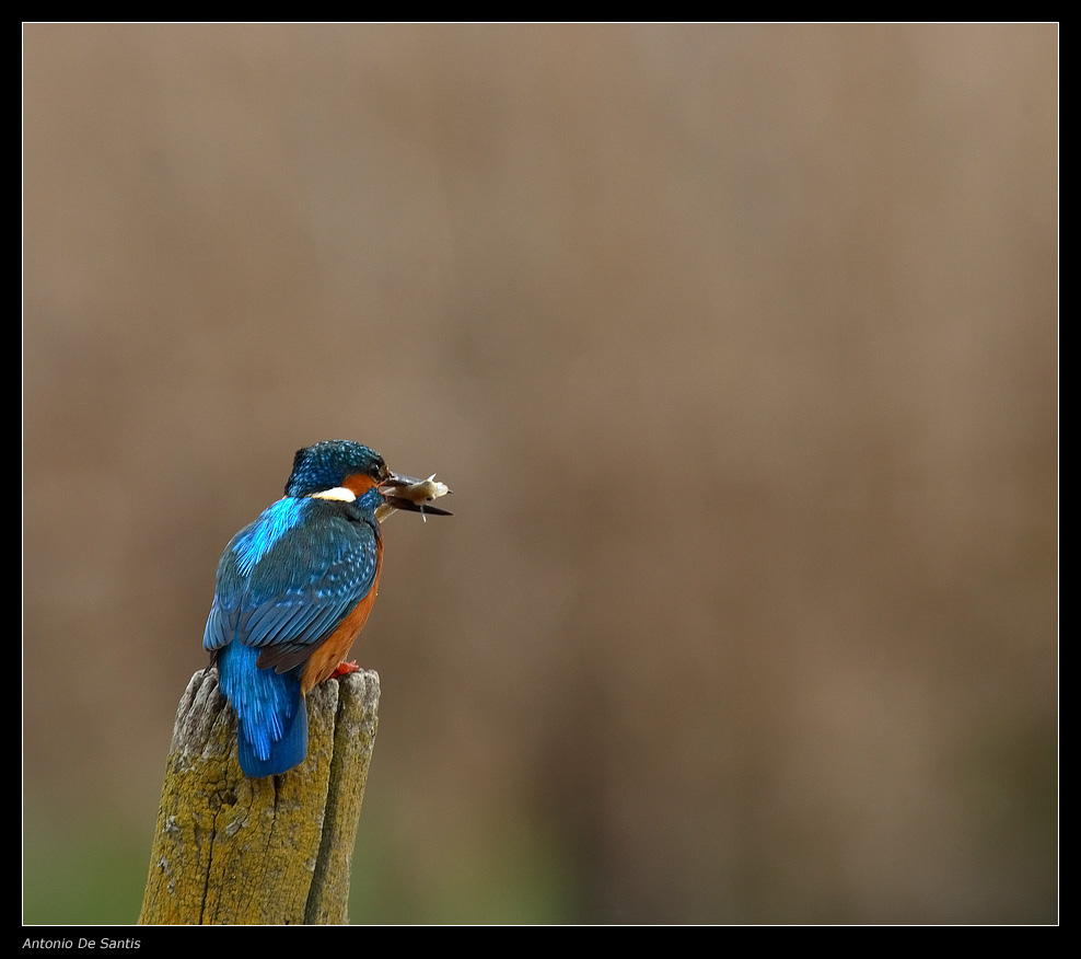 Martin pescatore con pesciolino