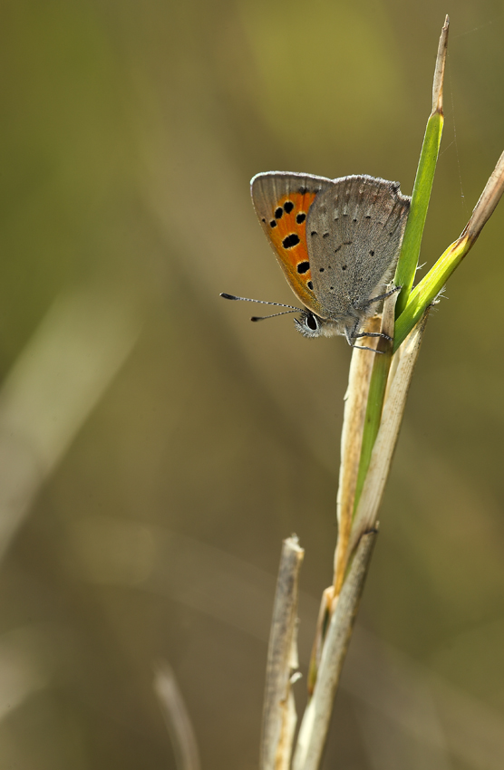 mio primo licenide '07