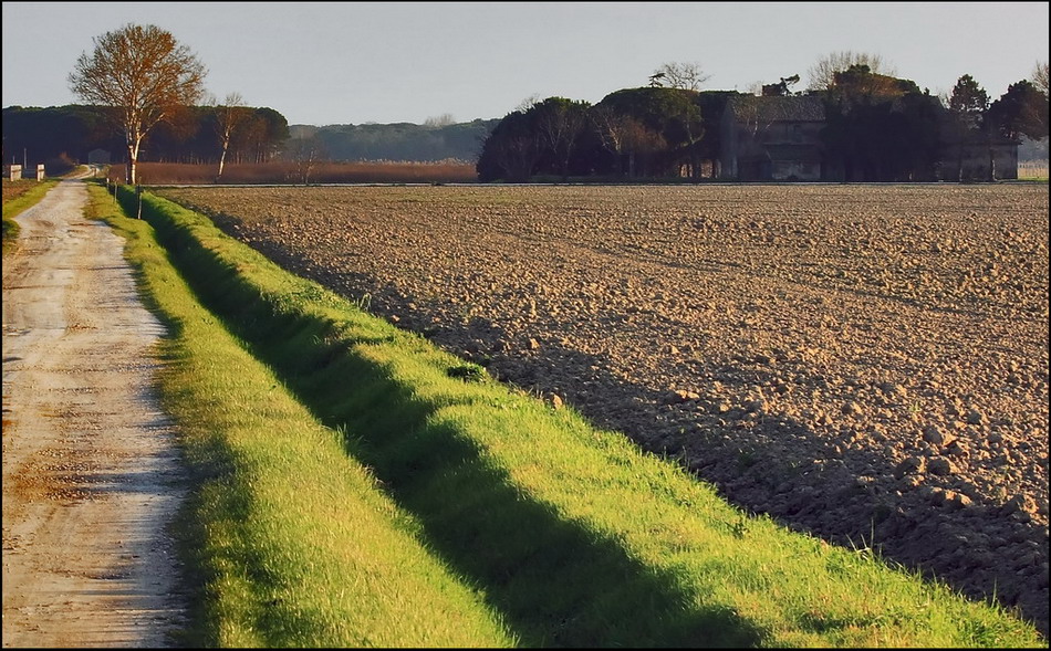 Una strada per la pineta