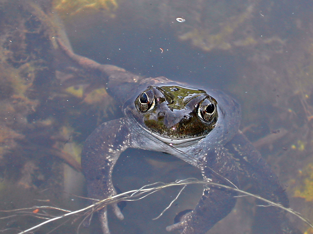 in ammollo.... (dedicata a Gmassimo)