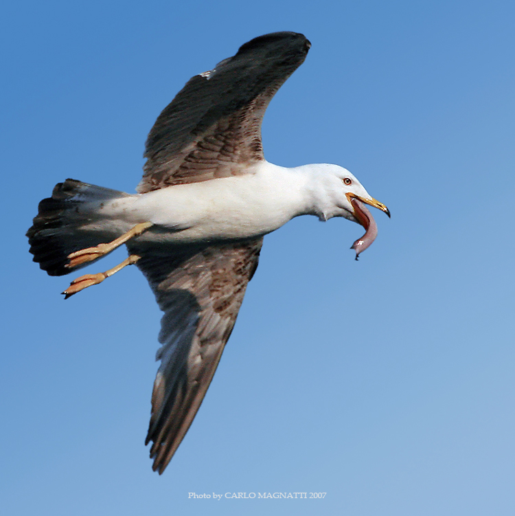 Preda o linguaccia...