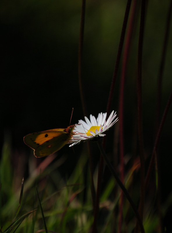 Farfalla e Margherita