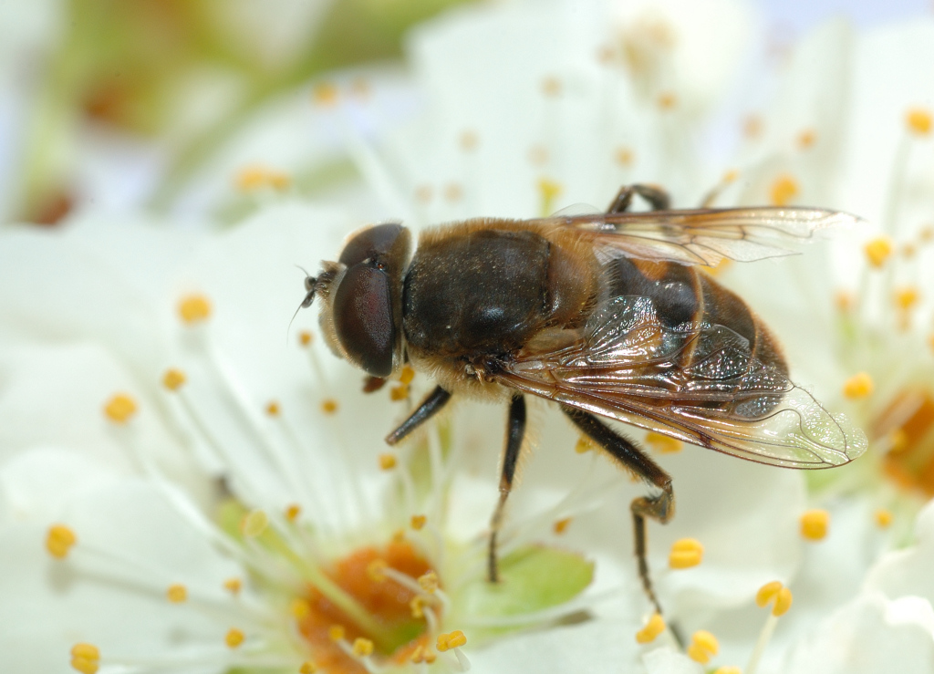 Ape sul Fiore Bianco