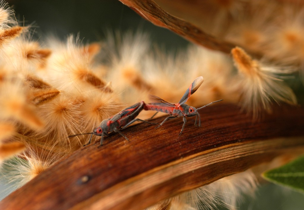 Soffice riproduzione