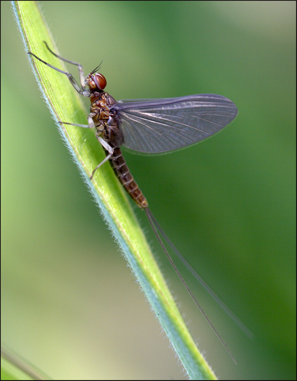 la scalata del drago..