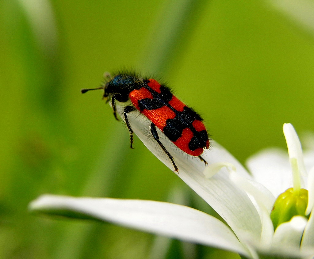 sul giglio di campo 2