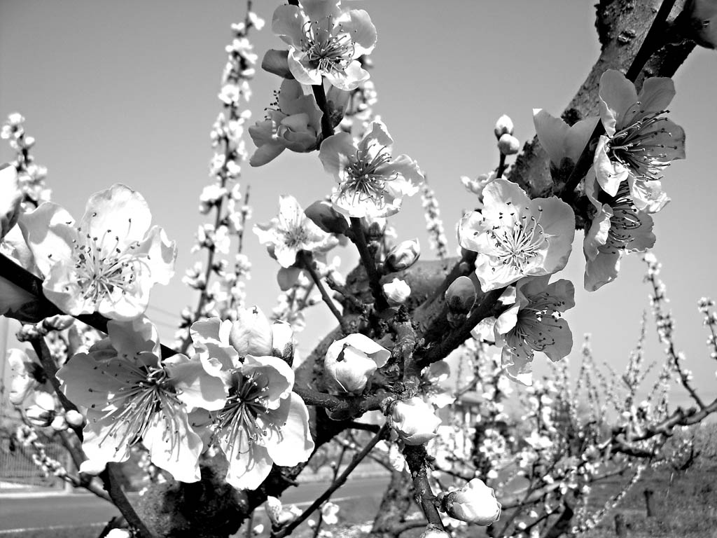 primavera2
