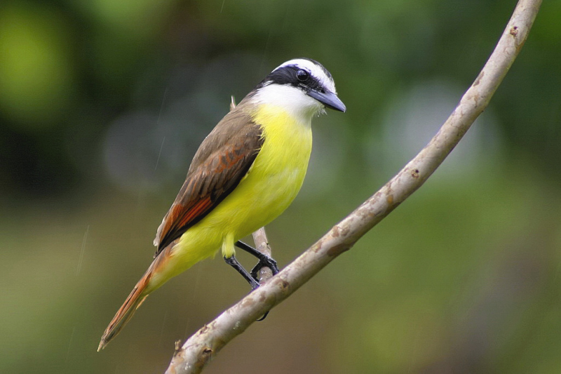 Costa Rica - I'm singing in the rain....