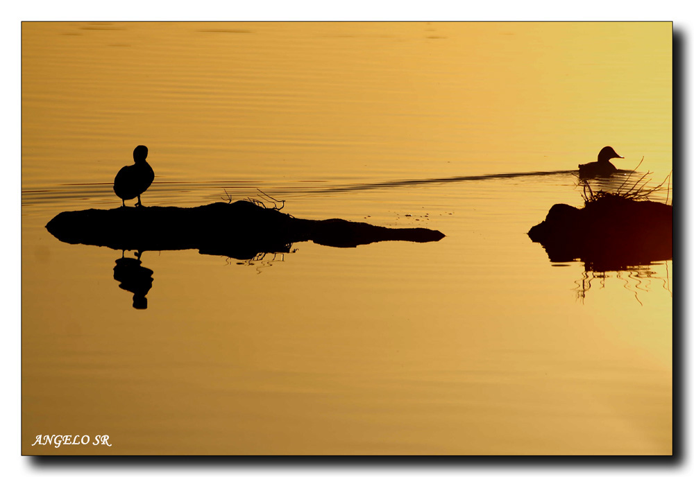 Tramonto alle saline....