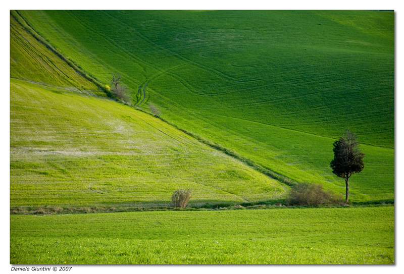 L'albero e la diagonale