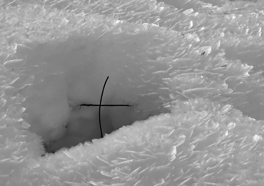 Le casualit� della Natura