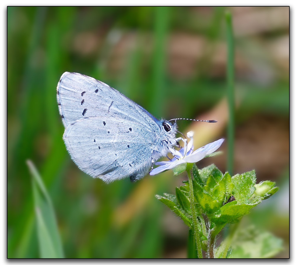 Farfallina (Everes alcetas)