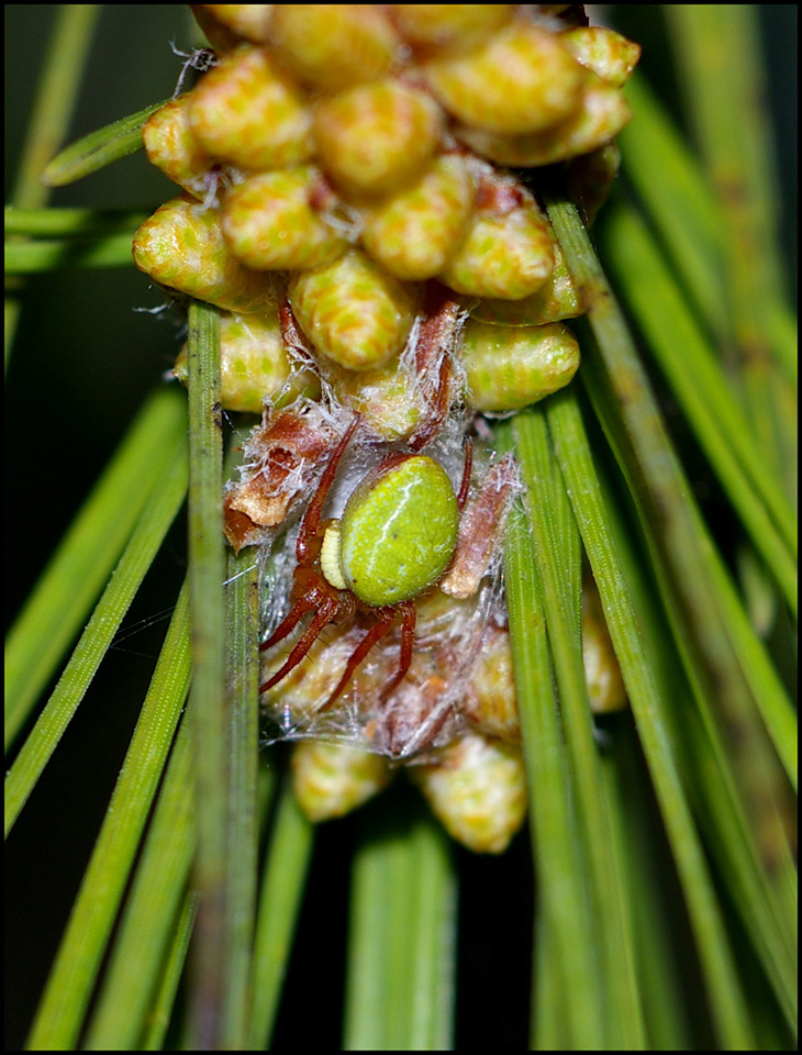 Tra gli aghi del pino