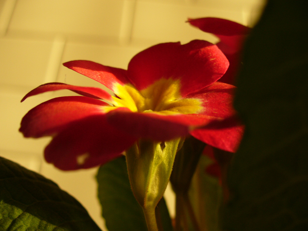 Fiore: la prima macro non si scorda mai.