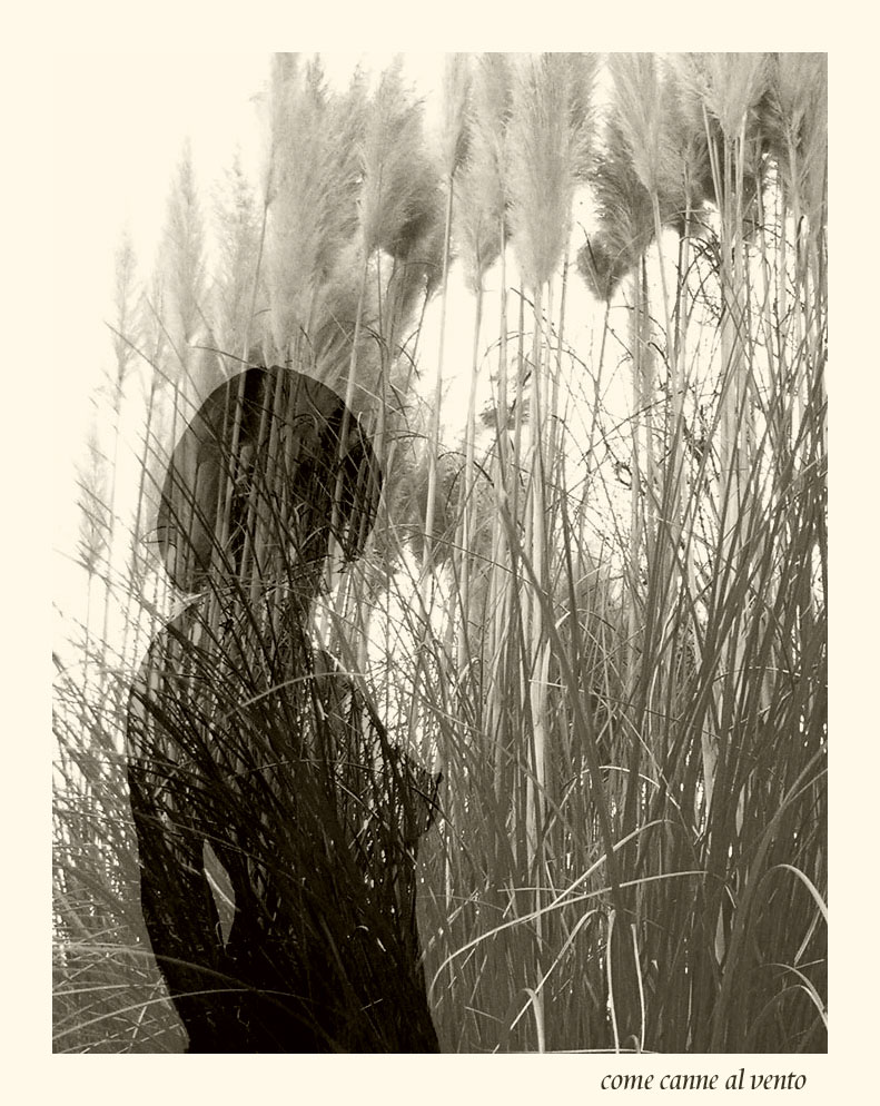 Come canne al vento
