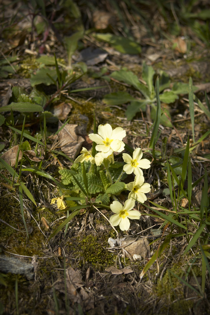 Primula