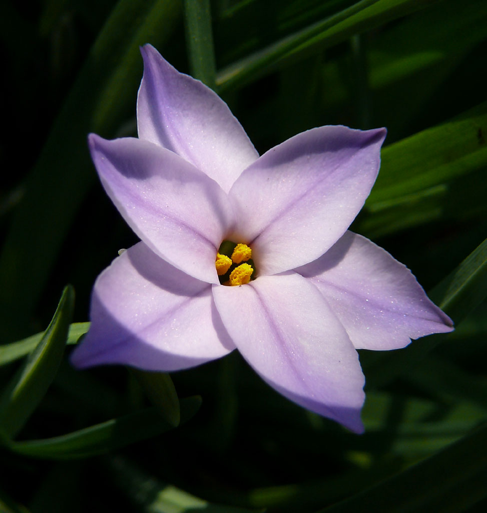 ipheion 2