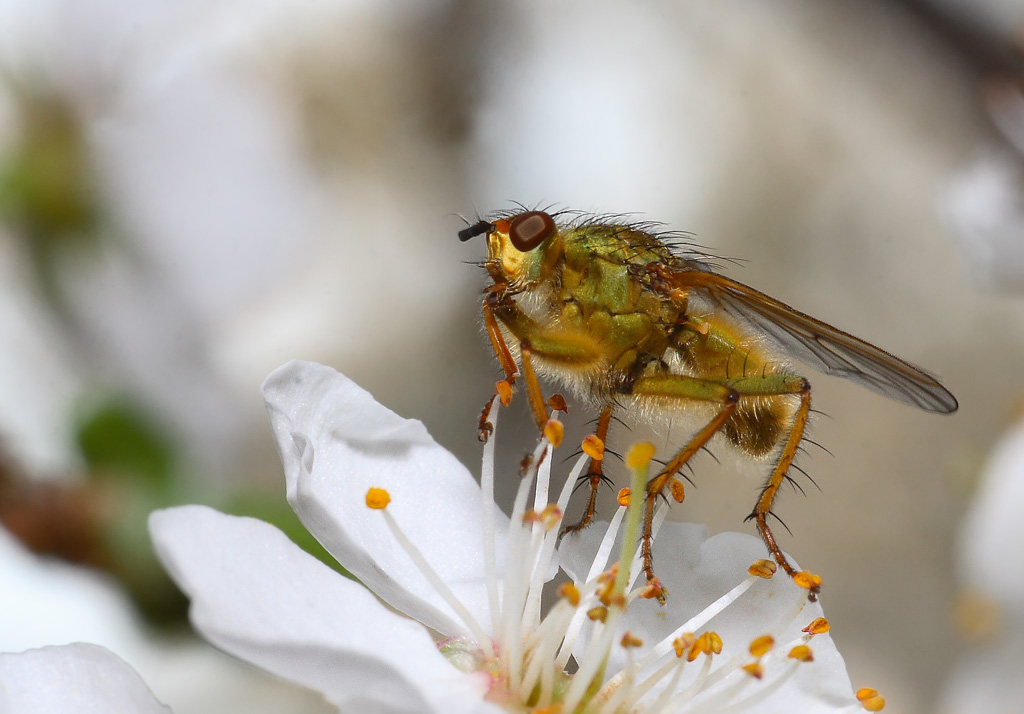 Sul fior di Ciliegio