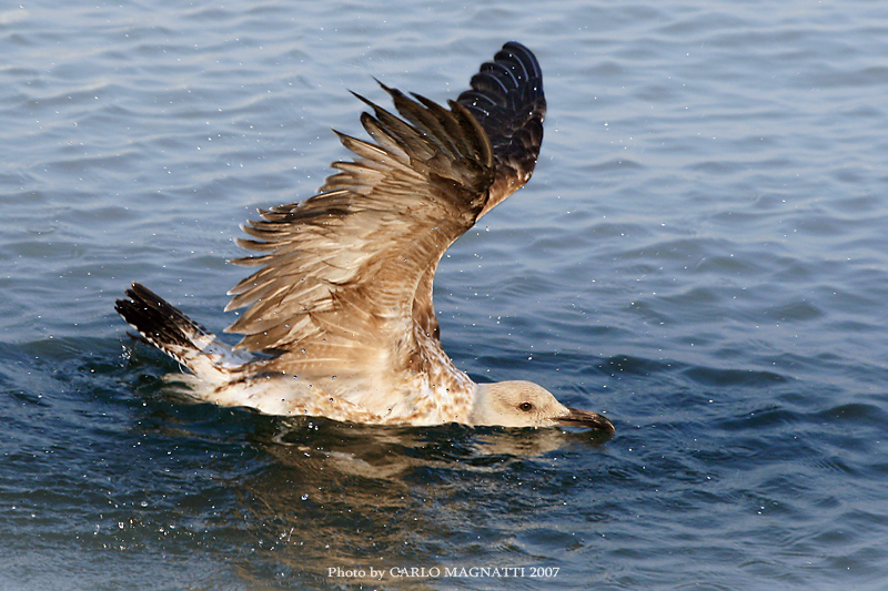 Il gabbiano incursore