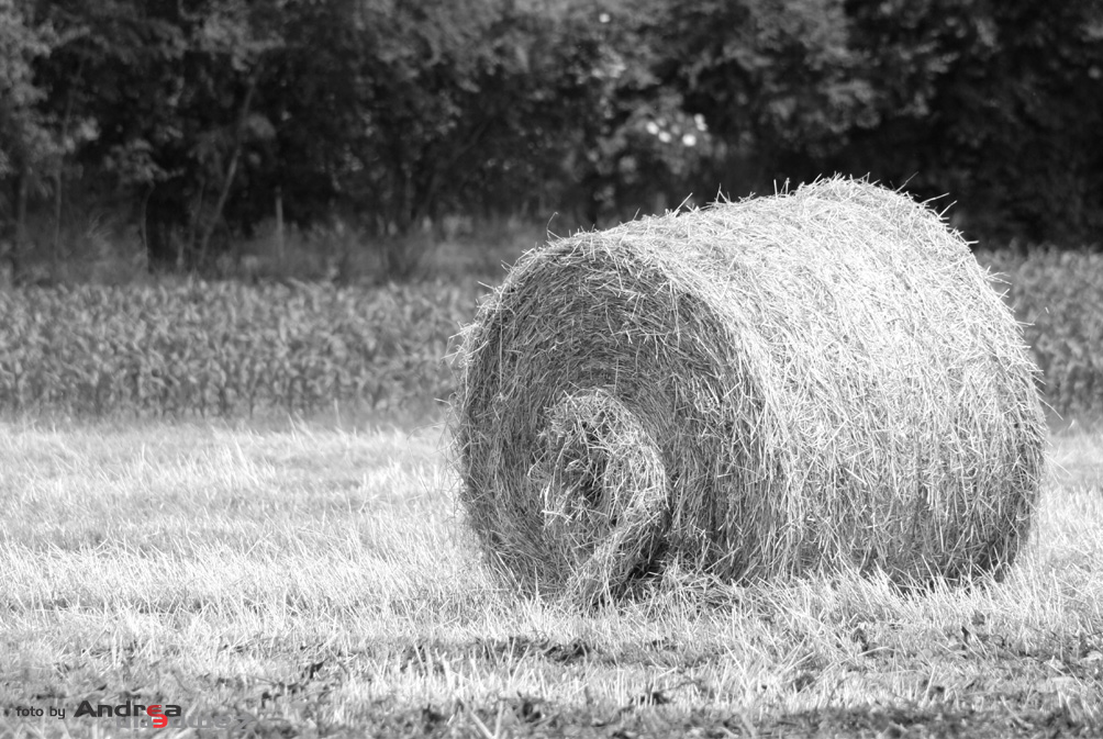 fieno
