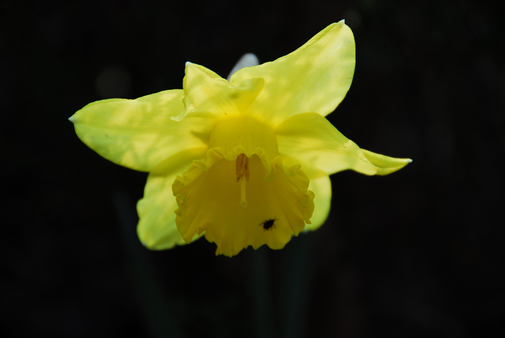fiore giallo