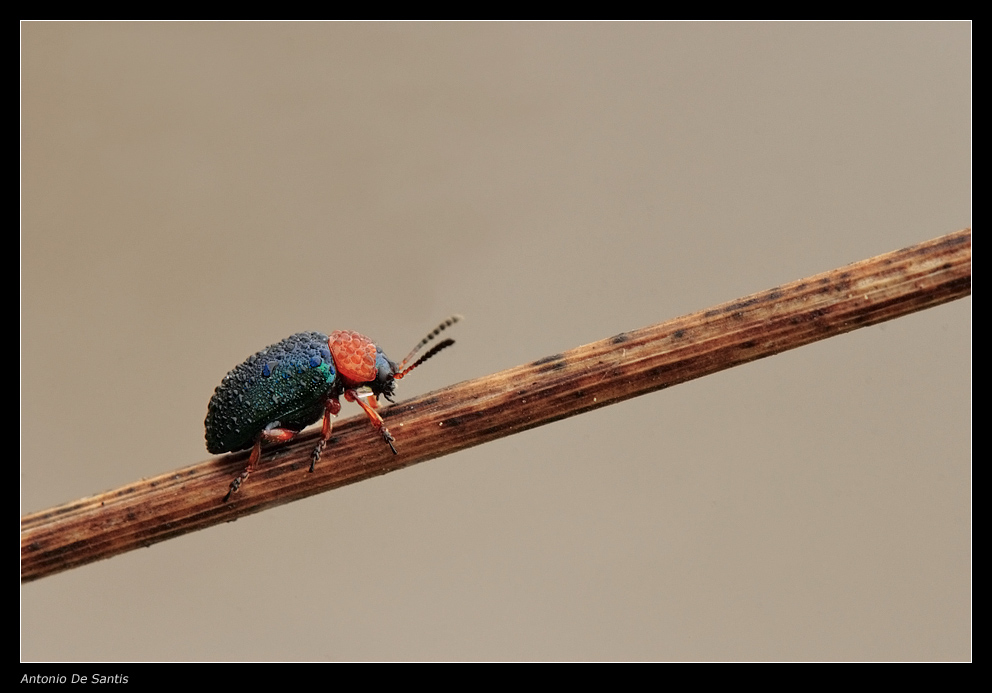 Coleottero e rugiada