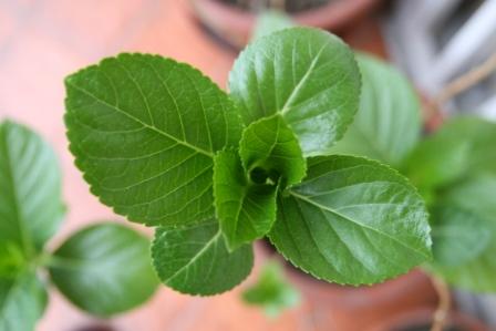 LA NASCITA DI NUOVE FOGLIE