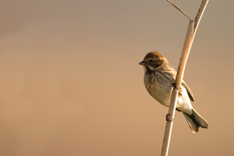 Migliarino di palude