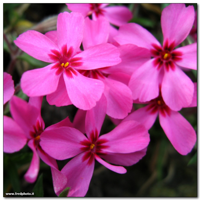 Second Canonina's Macro