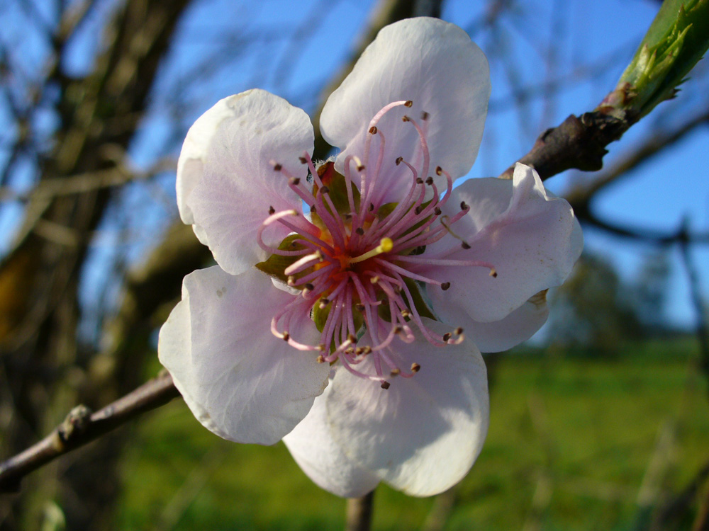 Fiore di pesco, credo!