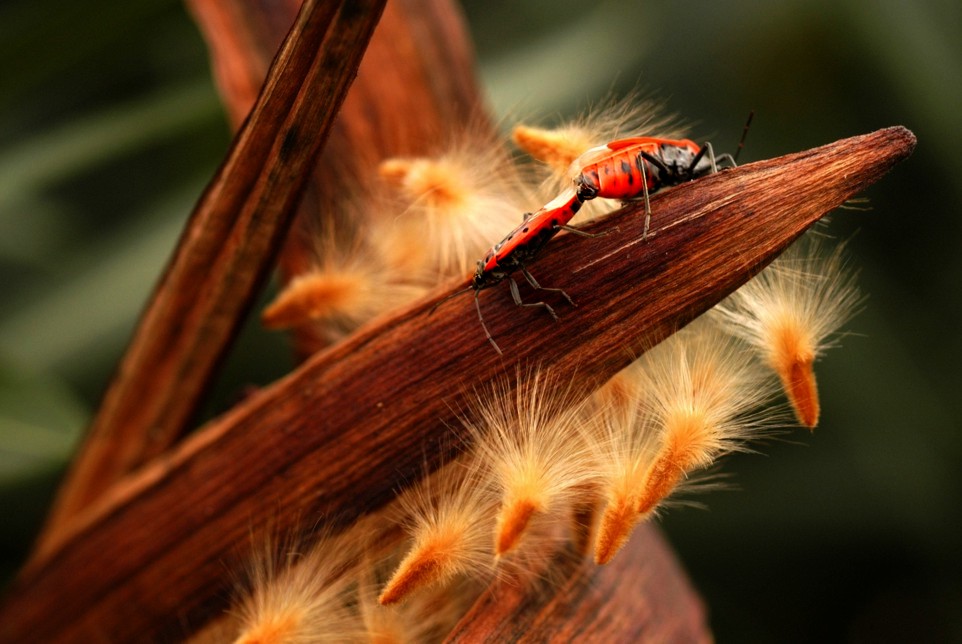 Soffice riproduzione #2