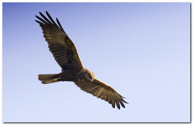 Ditemi voi, non so cosa sia