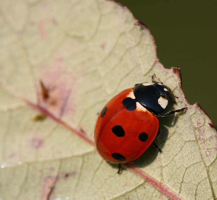 coccinella