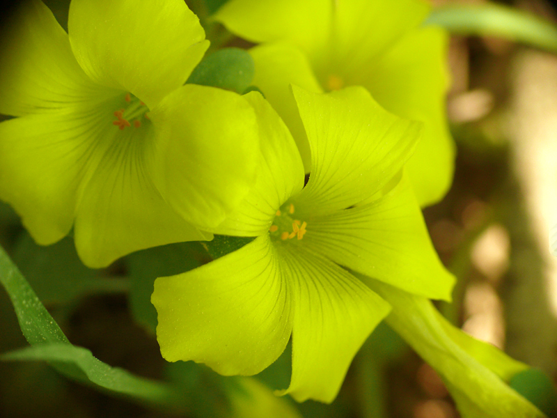 Gradatio coloris (x eply)