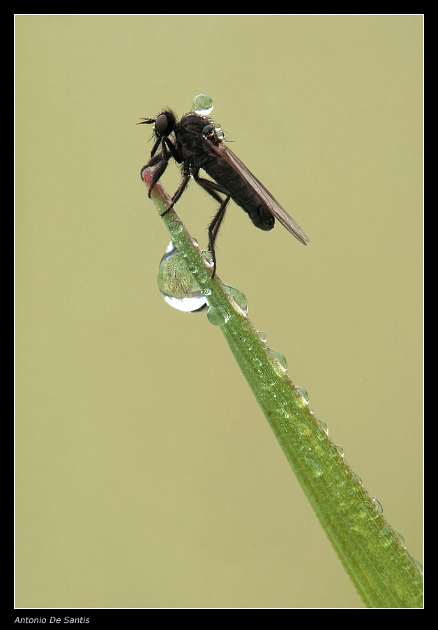 Due gocce e un insetto