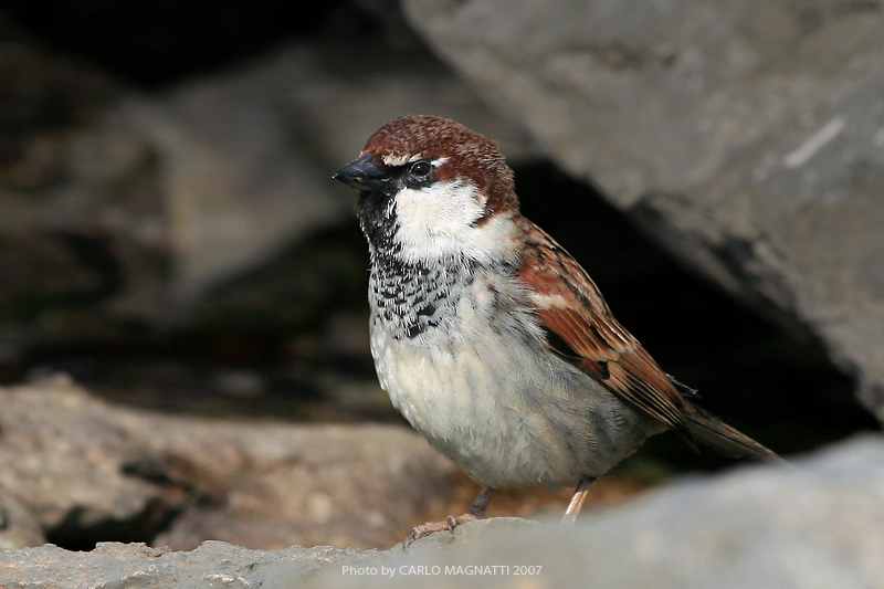Ho cambiato l'uccello