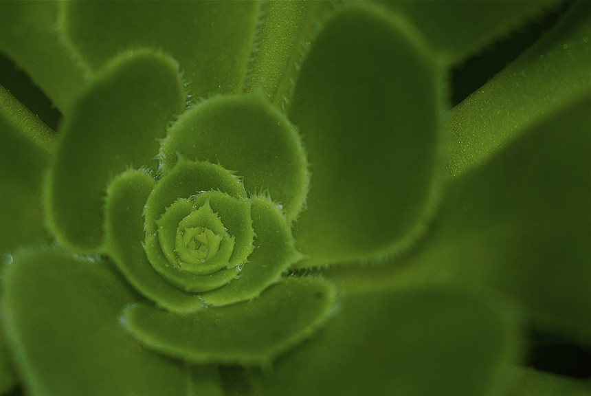 Esplosioni in verde!