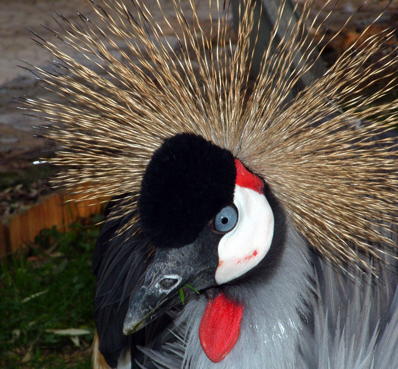 devo proprio cambiare parrucchiere.....