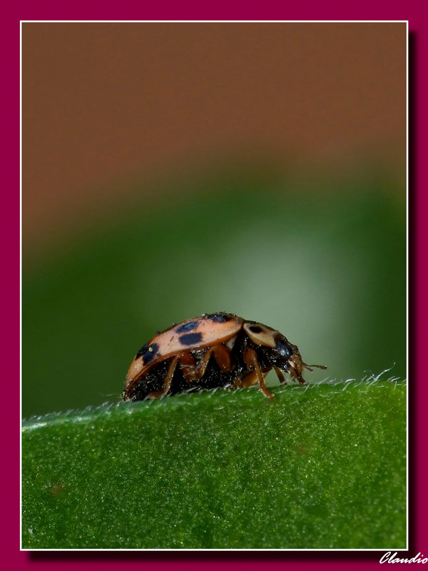 coccinella