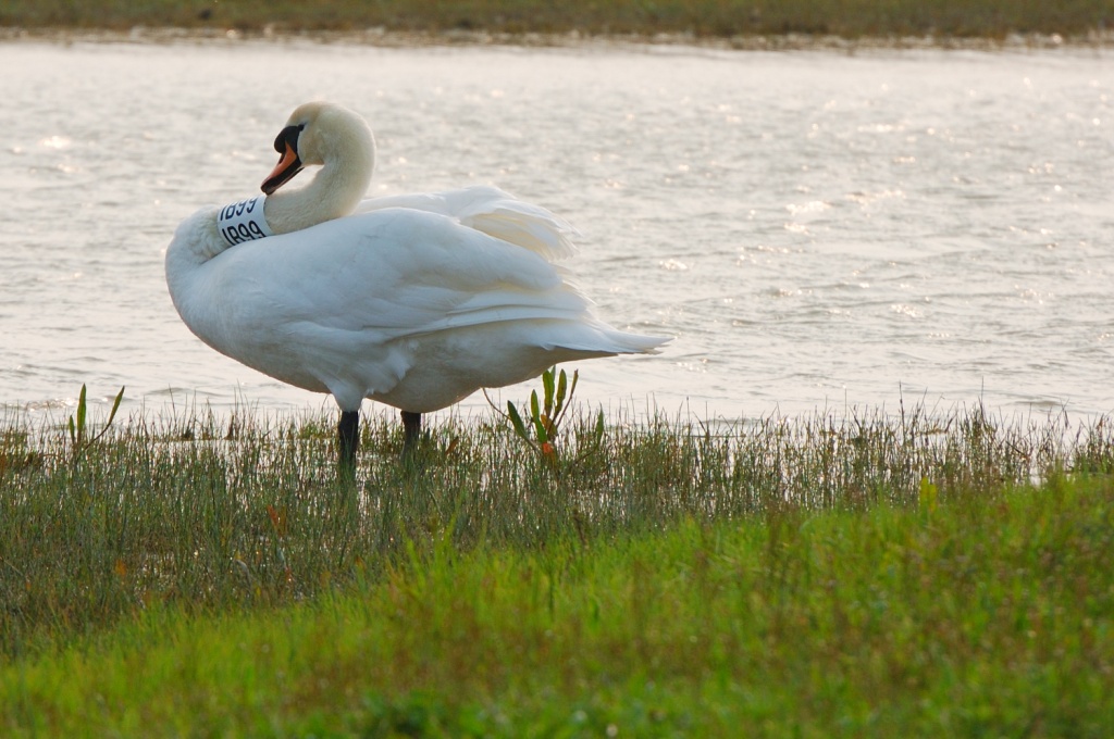 Avevo chiesto un Cartier...