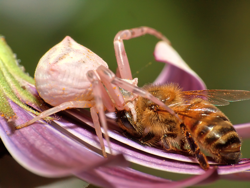 sono il conte Draculaaa!