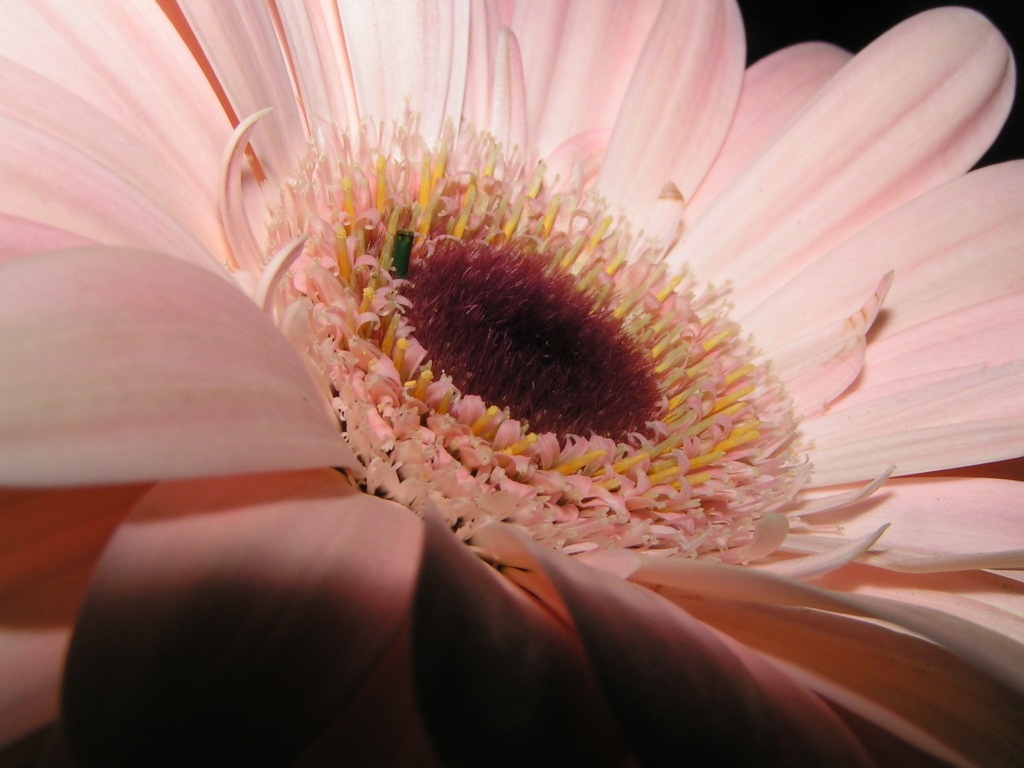 Gerbera