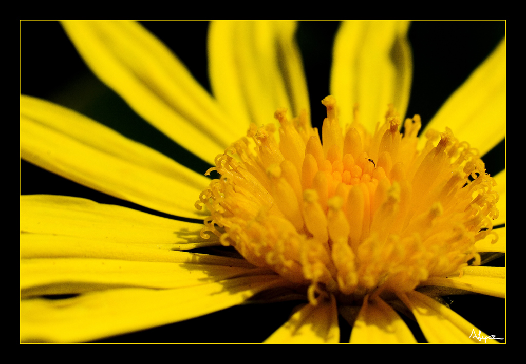 Un naufrago in un mare di giallo.....