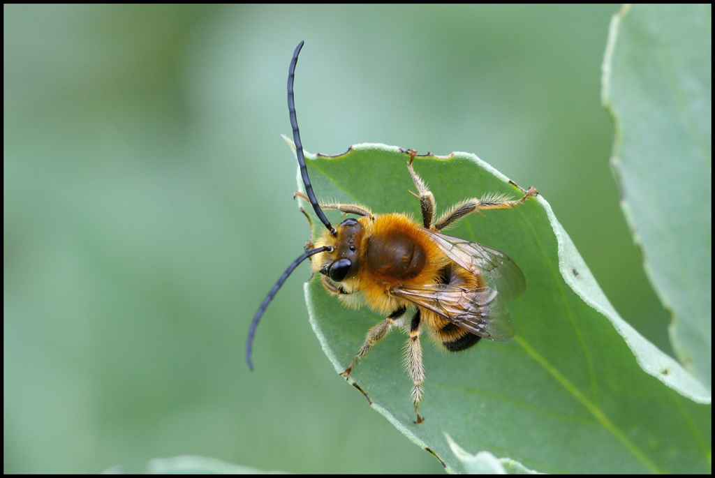 L'insetto dalle lunghe antenne