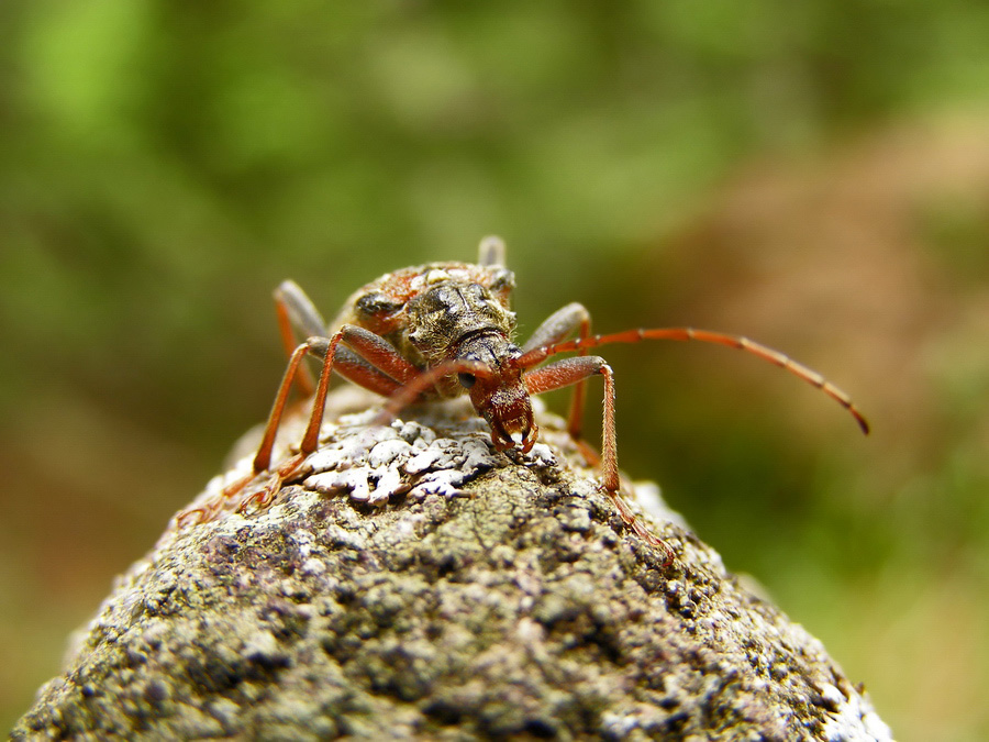 L'intrepido Combattente!